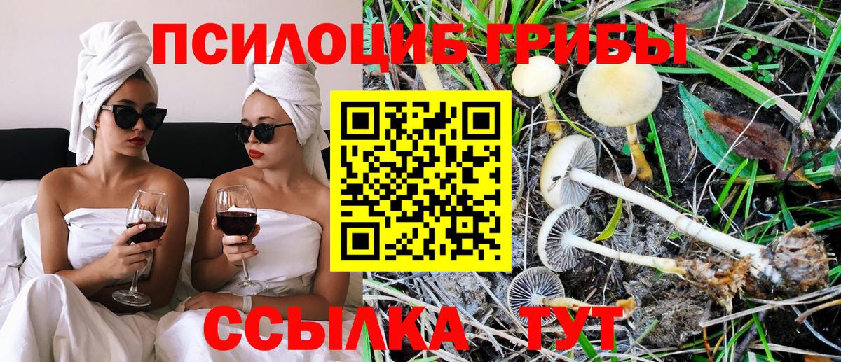 купить наркотики цена  Галлюциногенные грибы ЛСД  Псилоцибиновые грибы Psilocybine cubensis  Вход с VPN  Новозыбков 